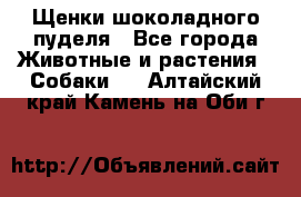 Щенки шоколадного пуделя - Все города Животные и растения » Собаки   . Алтайский край,Камень-на-Оби г.